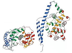 Analysis of Protein structure
